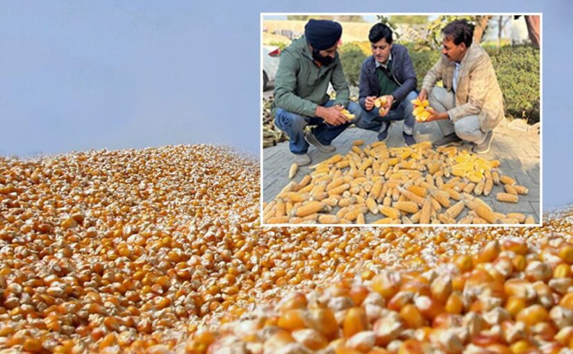 Maize Hybrid Seed :  किसानों की आमदनी दोगुनी करने की नई राह