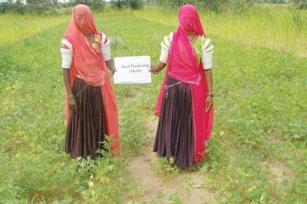 Pulse Crop: कम पानी में ज्यादा मुनाफा देने वाली फसल मौठ