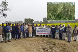 Mustard Variety: आर.एच.-1424 का शानदार प्रदर्शन