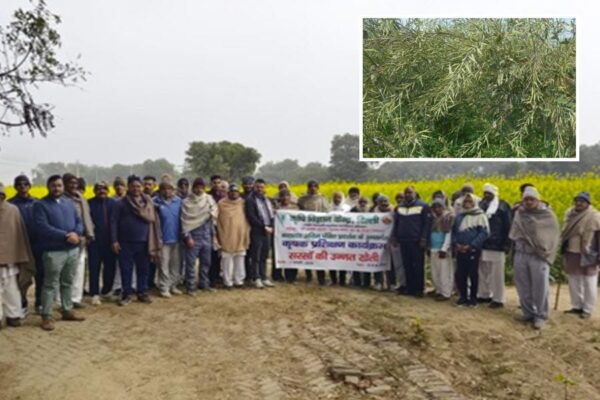 Mustard Variety: आर.एच.-1424 का शानदार प्रदर्शन