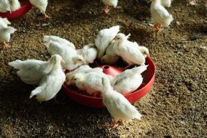 Livestock Breeds: पशुपालन और मुर्गीपालन में 16 नई नस्लों को मिली मंजूरी