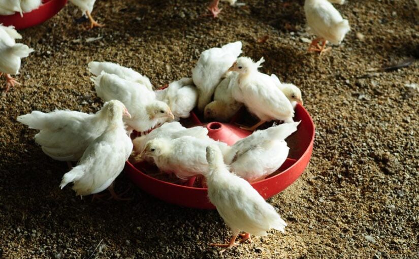 Livestock Breeds: पशुपालन और मुर्गीपालन में 16 नई नस्लों को मिली मंजूरी