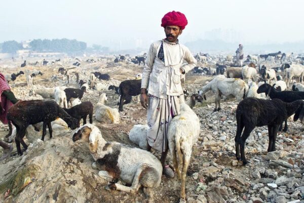 Livestock Farming: भेड़-बकरी पालन की उन्नत तकनीकों से पशुपालकों सीख