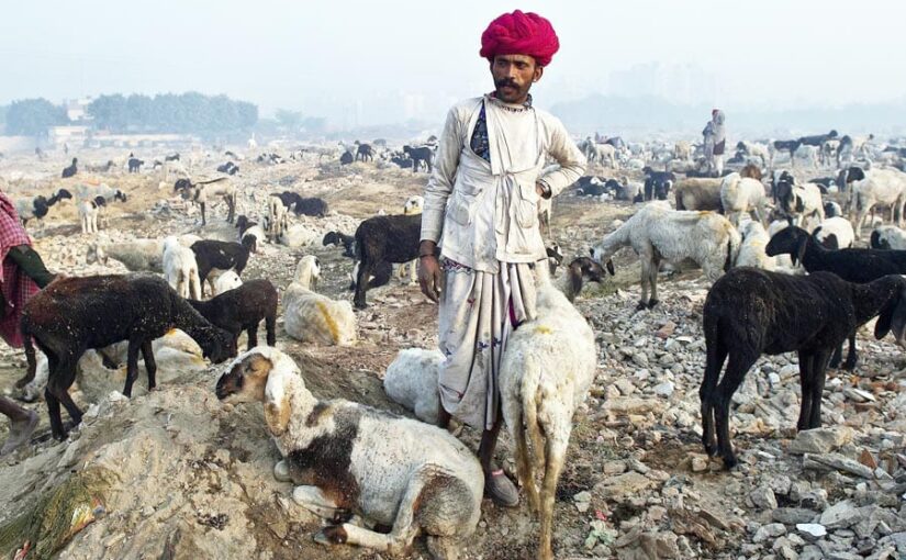 Livestock Farming: भेड़-बकरी पालन की उन्नत तकनीकों से पशुपालकों सीख