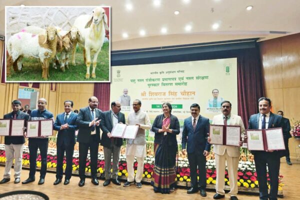 Livestock Farming: अधिक मेमने पैदा करने वाली भेड़ हुई रजिस्टर्ड