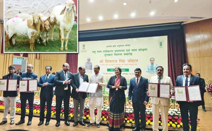 Livestock Farming: अधिक मेमने पैदा करने वाली भेड़ हुई रजिस्टर्ड
