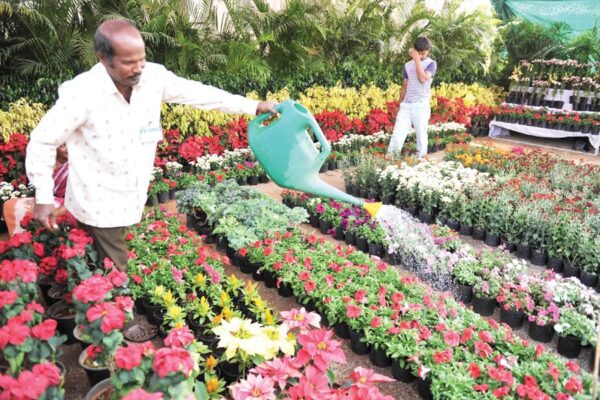 Sprinkler Irrigation Technique:  घर की छत पर फव्वारा तकनीक से सिंचाई