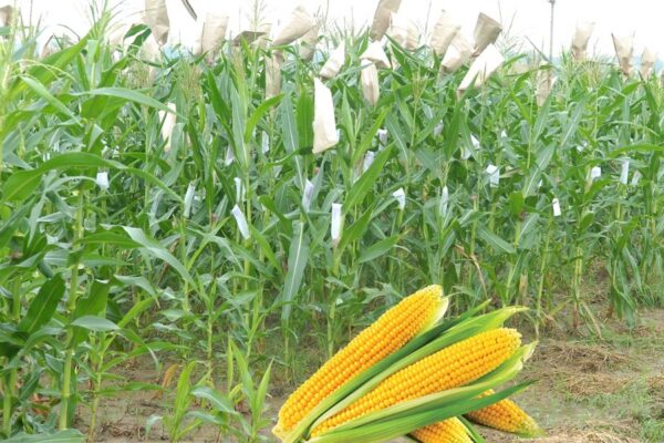 मक्के की खेती किसानों को देती है बहुआयामी लाभ