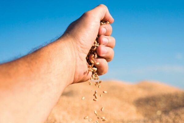 Seed Production: किसान खुद उगाएं उम्दा बीज, बढ़ाएं फसल की पैदावार