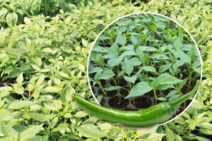 Chilli Nursery: मिर्च की नर्सरी लगाएं ज्यादा फायदा पाएं
