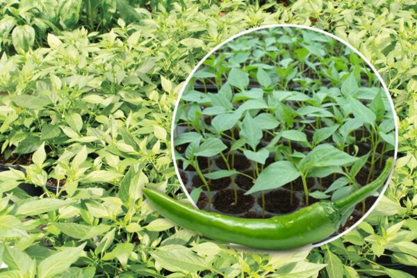 Chilli Nursery: मिर्च की नर्सरी लगाएं ज्यादा फायदा पाएं