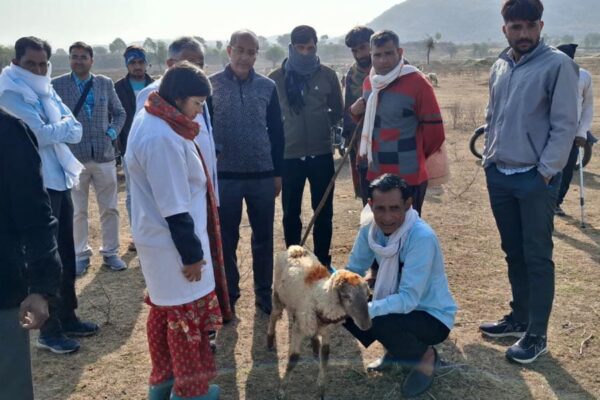 Animal Husbandry Scheme : पशुओं के बेहतर स्वास्थ्य के लिए  प्रबंधन जरूरी