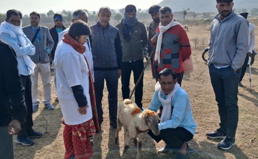 Animal Husbandry Scheme : पशुओं के स्वास्थ्य के लिए  प्रबंधन जरूरी