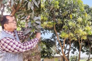 आम के बाग में बौर आने पर इन बातों का रखें ध्यान, मिलेगा बढ़िया उत्पादन