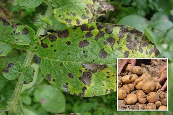 Crop Disease आलू फसल पर जब लगे झुलसा रोग, कैसे करें उचित प्रबंधन