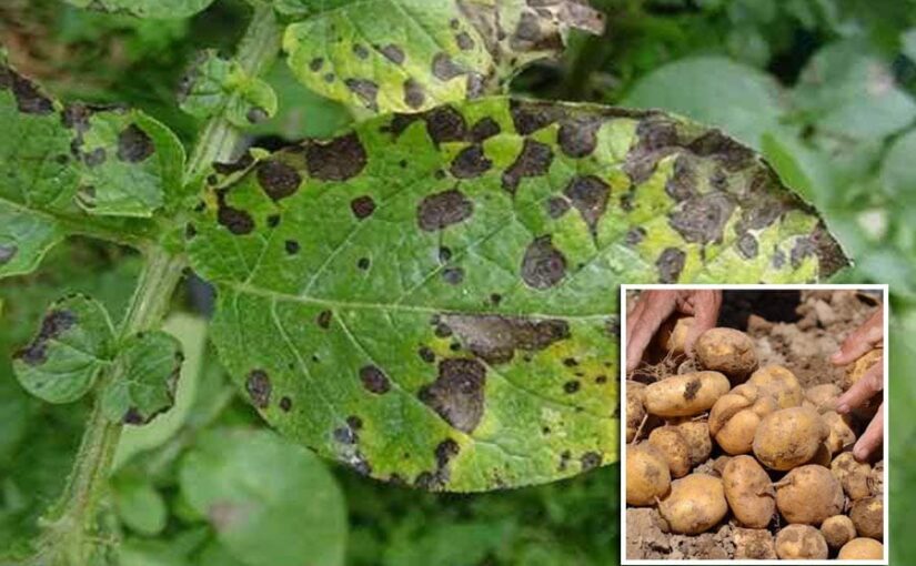 Crop Disease : आलू फसल पर जब लगे झुलसा रोग, कैसे करें उचित प्रबंधन