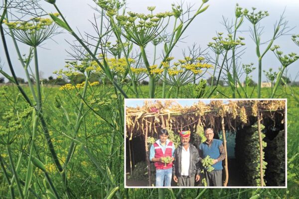 सौंफ की खेती से बढ़ी कमाई