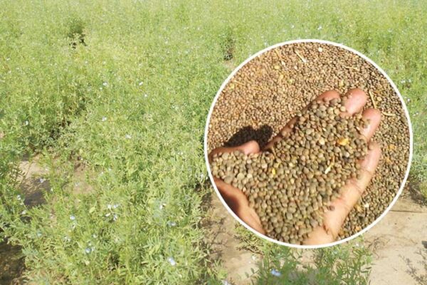 Lentil : मुनाफे के लिए मसूर की खेती