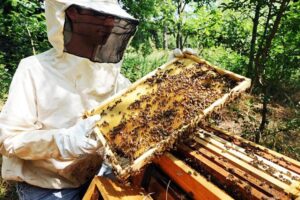 Bee Keeping: सोंधी महक पर प्राकृतिक मिठास का कारोबार
