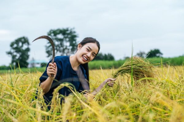 IARI की विकसित किस्मों से महका किसानों का जीवन