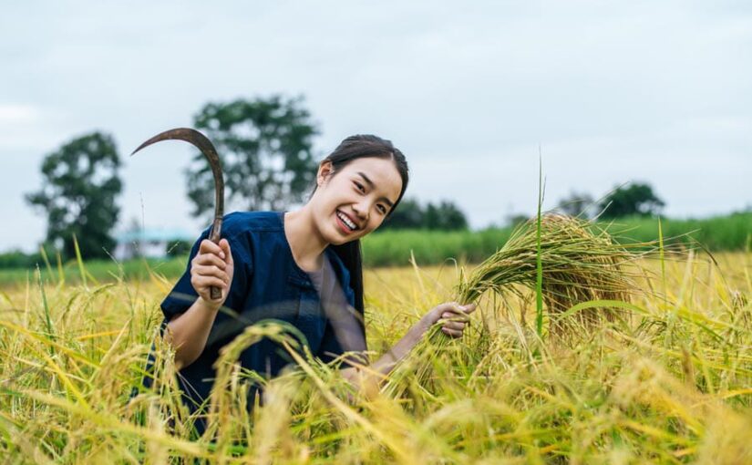 IARI की विकसित किस्मों से महका किसानों का जीवन