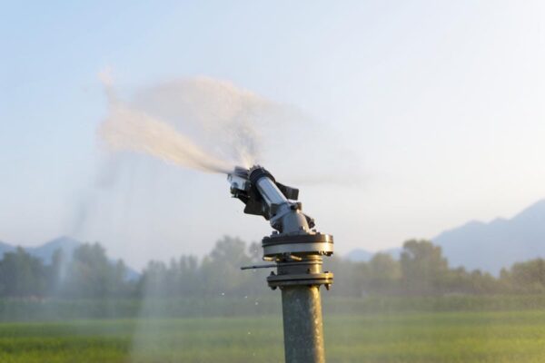 Sprinkler Irrigation: फव्वारा सिंचाई पर मिल रहा 75 फीसदी तक अनुदान