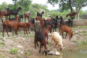 Livestock Development : भेड़-बकरी में कृत्रिम गर्भाधान