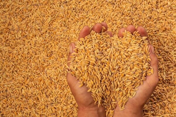 Seed Hub : बीजों का भंडारण होगा आसान