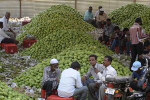 Mango Farming : रोजगार का साधननहीं बन रहा आम