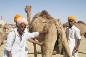 Camel Milk and Integrated Farming : किसानों की बढ़ेगी आमदनी