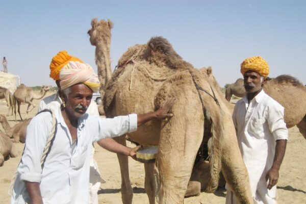Camel Milk and Integrated Farming : किसानों की बढ़ेगी आमदनी