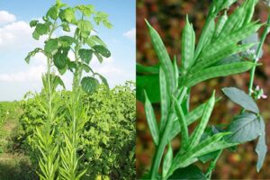 Guar Beans : ग्वार रहे सहीसलामत