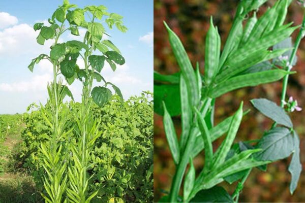 Guar Beans : ग्वार रहे सहीसलामत