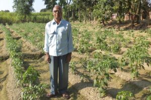 Chilli Farming : हरी मिर्च की खेती