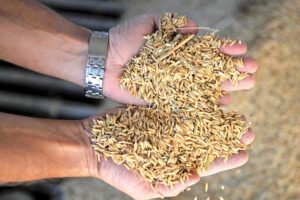 Paddy Seeds : कैसे करें धान का बीज उत्पादन