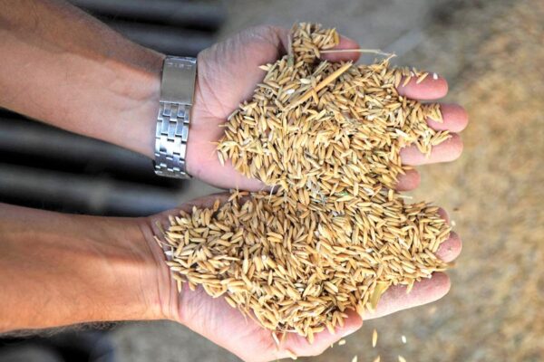Paddy Seeds : कैसे करें धान का बीज उत्पादन
