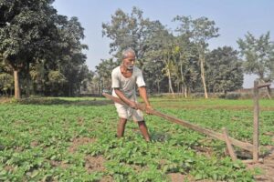 Weed Protection : खरपतवारों से कैसे करें फसल सुरक्षा