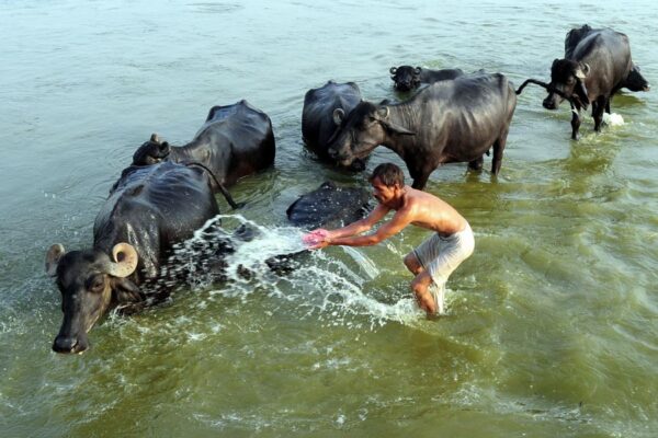 Animal Care : पशुओं पर खर्च भी करें, केवल दोहन नहीं