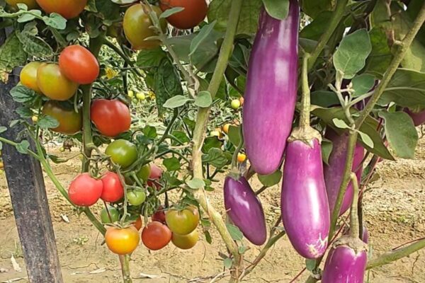 Grafting : एक ही पौधे पर मिल रहे बैगन और टमाटर