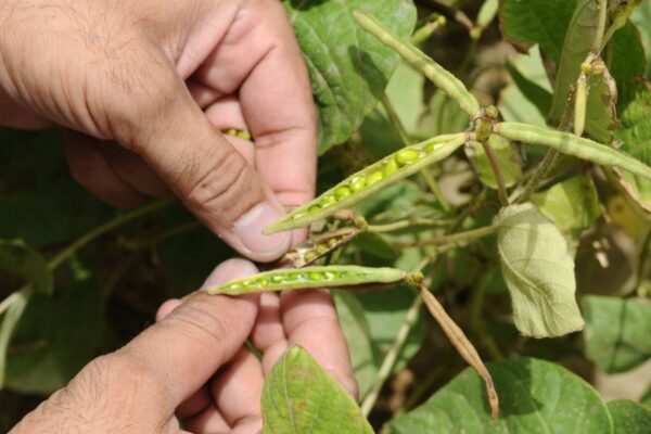 Moong Bean Cultivation : मूंग की खेती का आने वाला है समय, करें तैयारी