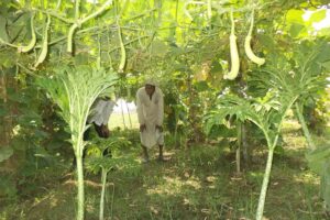 Multilayer Farming:  एक साथ उगाएं फसलें