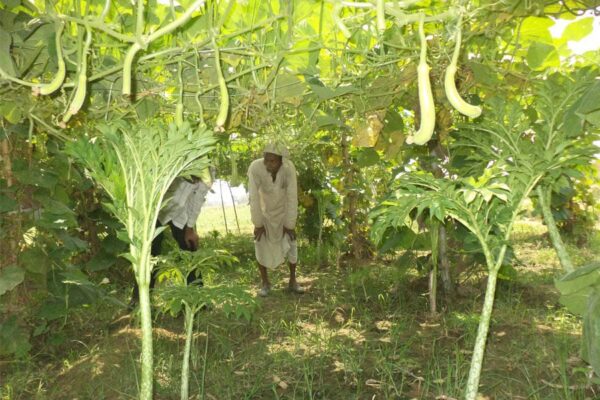 Multilayer Farming:  एक साथ उगाएं फसलें