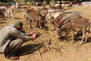 Donkey Rearing: पालें गधे, लें मुनाफे के मजे