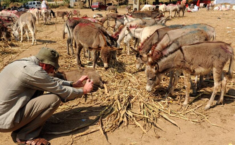 Donkey Rearing: पालें गधे, लें मुनाफे के मजे