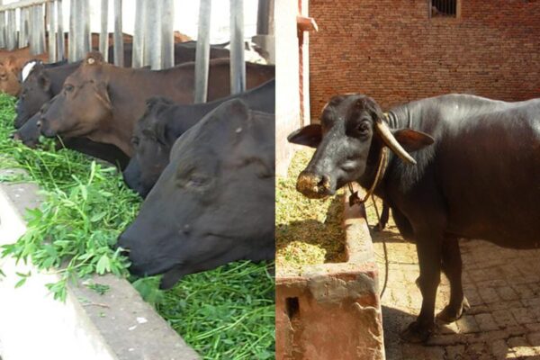 Dairy Animals : दुधारू पशुओं का ऐसे बढ़ाएं दूध