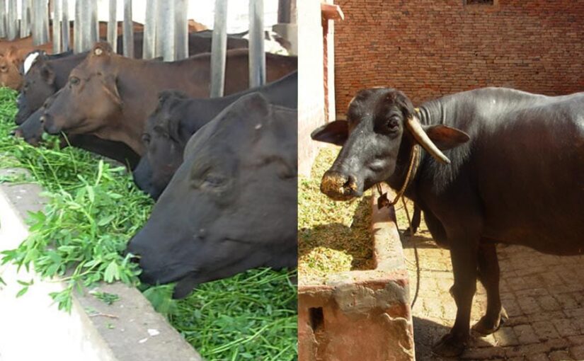 Dairy Animals : दुधारू पशुओं का ऐसे बढ़ाएं दूध