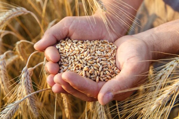 Mobile App : किसानों के लिए उन्नत बीज पाने का तकनीकी समाधान