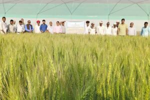 Wheat Variety : गेहूं की किस्म डीबीडब्लू-187 से बढ़ेगी पैदावार