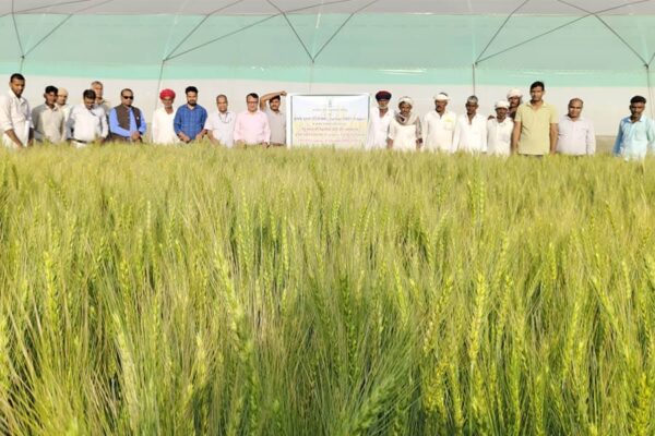 Wheat Variety : गेहूं की किस्म डीबीडब्लू-187 से बढ़ेगी पैदावार