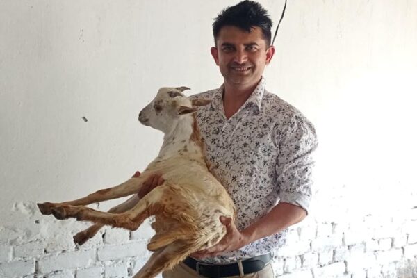 Goat Farming: बकरीपालन में बरतें सावधानी, समय पर कराएं टीकाकरण